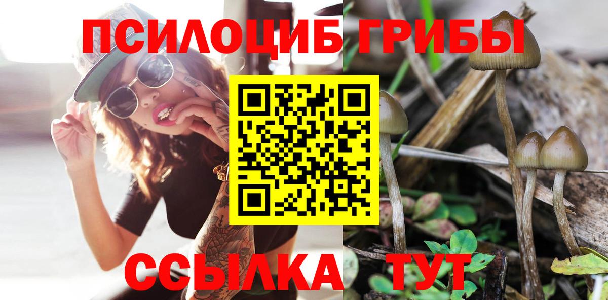 Псилоцибиновые грибы Cubensis Городец